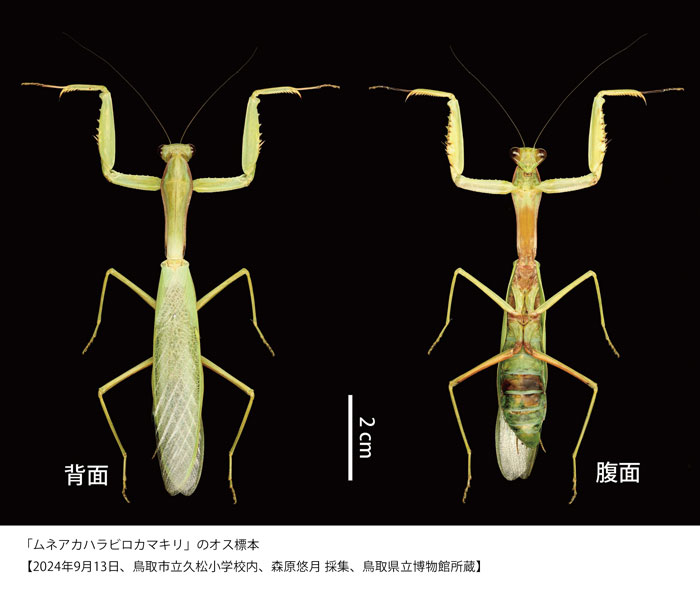 ムネアカハラビロカマキリ