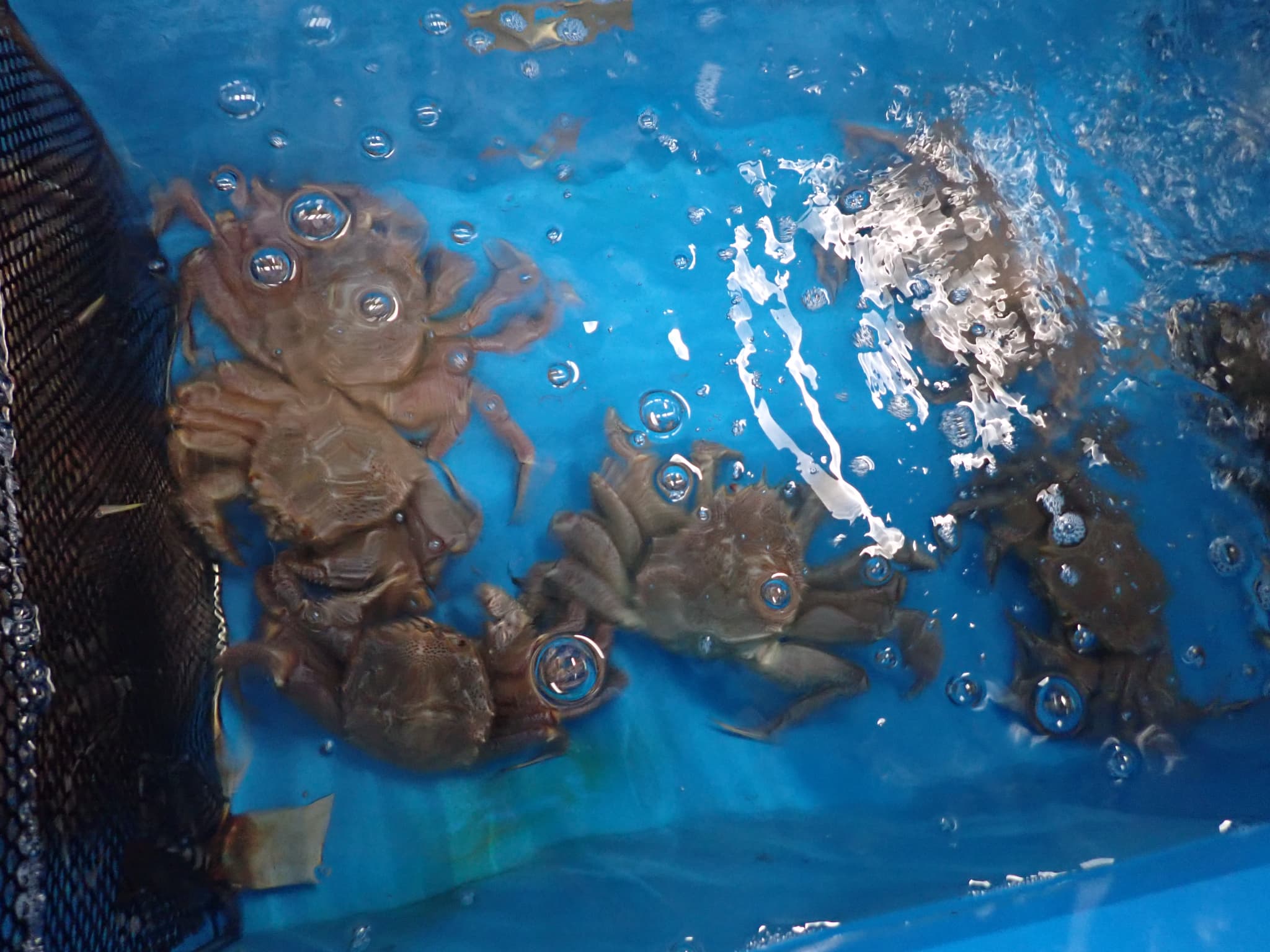 活魚水槽の毛ガニ