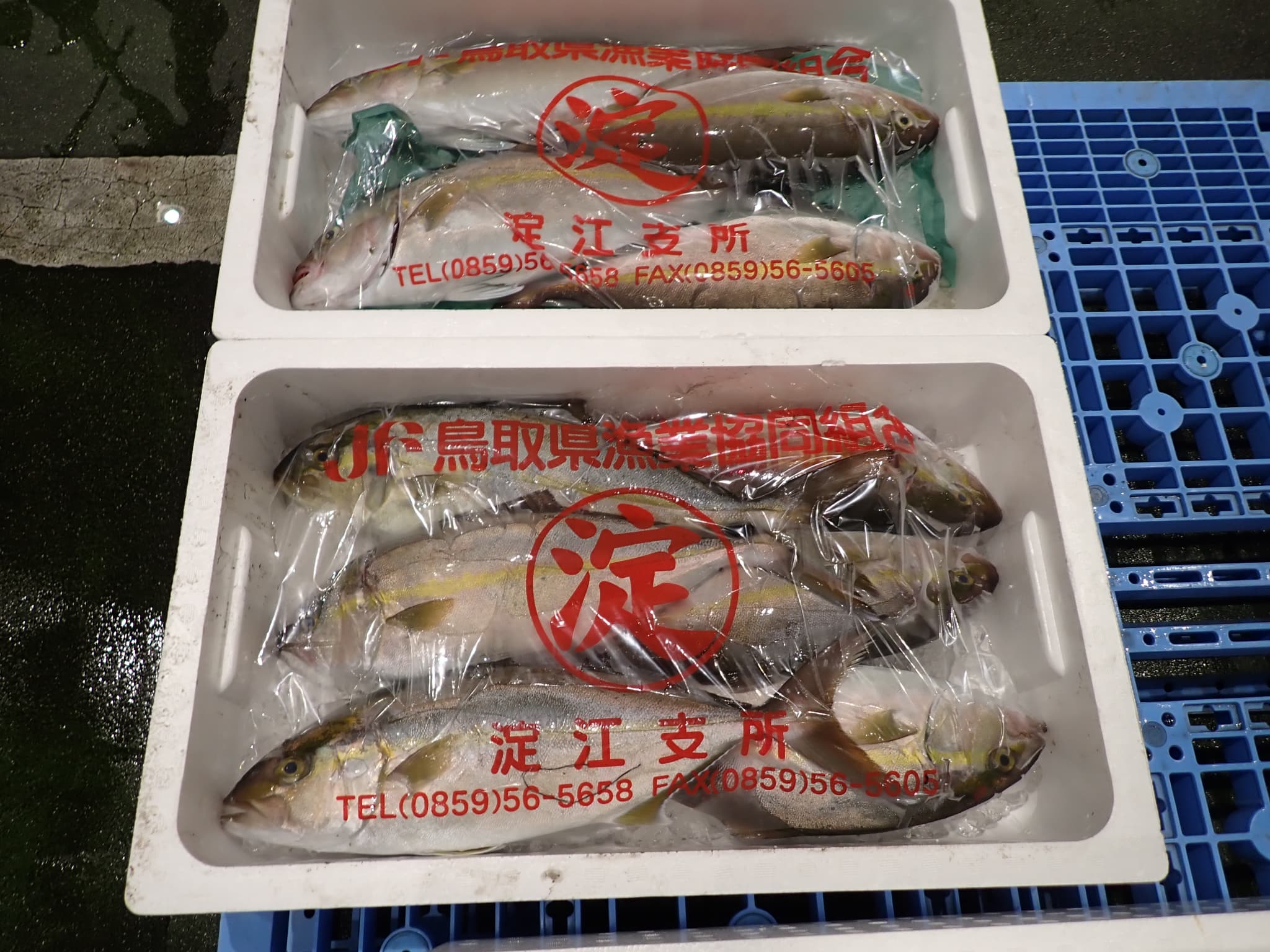 カンパチ