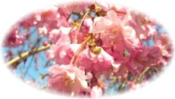 玄関前の桜の写真
