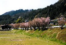 三徳桜の写真