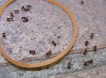蟻と輪ゴム