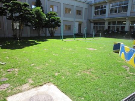 大栄小学校中庭（１）芝張り1ヶ月後
