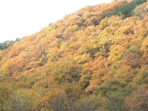 日野郡の紅葉