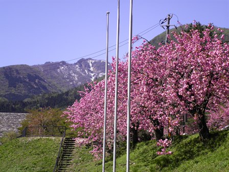 満開の八重桜。後ろは勝田ヶ山です。