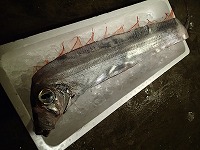 サケガシラ（赤碕町漁協の冷蔵内にて）