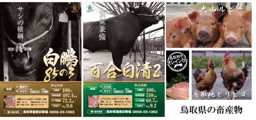 鳥取県の畜産物をイメージする画像（白鵬８５の３、百合白清２、大山ルビー、鳥取地どりピヨ）